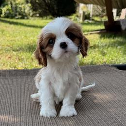 Ziggy - Blenheim male Cavalier King Charles Spaniel puppy in Almont, Michigan from Mtn to Sea