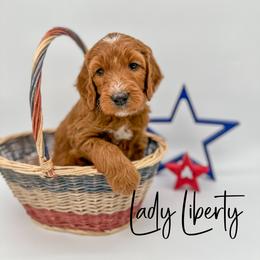 Assorted Doodle Crosses and Goldendoodle Puppies from Cynology Doodles
