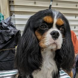 Cavalier King Charles Spaniel All Grown Up from Buttin'Heads Cavaliers