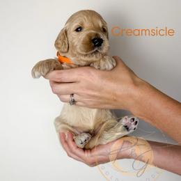 Creamsicle (orange collar) - Cream male Goldendoodle puppy in Murrieta, California from Apricot Poodles & Goldendoodles, LLC