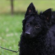 Greenbrier's Tennessee Twisted Smoke- Stoker - Black male Mudi puppy in Gatlinburg, Tennessee from Greenbrier