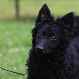 Greenbrier's Tennessee Twisted Smoke- Stoker - Black male Mudi puppy in Gatlinburg, Tennessee from Greenbrier