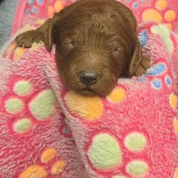 Marie - Red  female Goldendoodle puppy in Conklin, Michigan from Lake Michigan Couture Cavapoos & Cockapoos