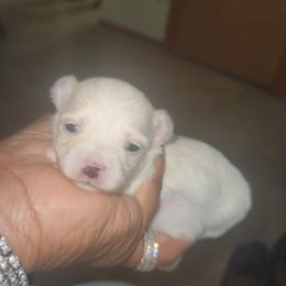 Maltese and Yorkshire Terrier Puppies from TLC Kennels TenderLittleCuties