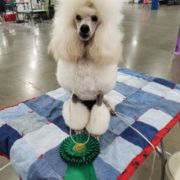 Poodle All Grown Up from Reflexxion Poodles