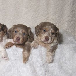 Dachshund Puppies from Doxie Waggin Tails