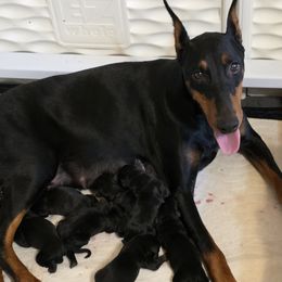 Girl 2 - Black and rust female Doberman Pinscher puppy in Vale, North Carolina from Von Katzenstein Kennel