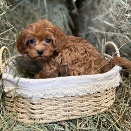 Aurora - Red female Cavapoo puppy in Bozrah, Connecticut from Cedar Creek Farm