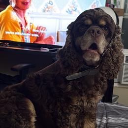 Zoe - Cocker Spaniel