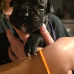 Purple - Brindle female Boxer puppy in Caspian, Michigan from Andrus Family Boxers