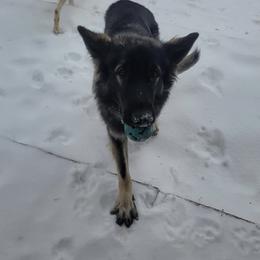 Shiloh Shepherd All Grown Up from The Mighty Quinn Shilohs