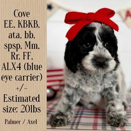 Bernedoodle, Cavalier King Charles Spaniel, Cavapoo, Cockapoo, and Labradoodle Puppies from Harper Haven Doodles