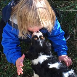 Australian Shepherd and Cavalier King Charles Spaniel Puppies from Spectacular Aussies and Cavaliers