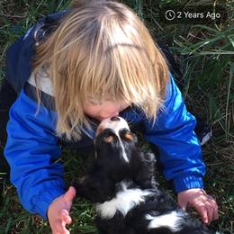 Australian Shepherd and Cavalier King Charles Spaniel Puppies from Spectacular Aussies and Cavaliers