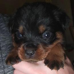 Panzer - Black and mahogany male Rottweiler puppy in Tangent, Oregon from Raya's Royals
