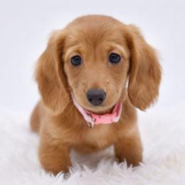 Anna- AKC import lines - Red female Dachshund puppy in Coweta, Oklahoma from Sunnyside Dachshunds