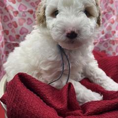 Poodle Puppies from Debi Griego
