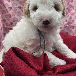Poodle Puppies from Debi Griego