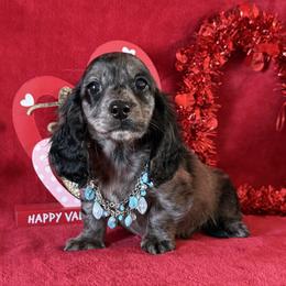 Tanner - Black male Dachshund puppy in Lincoln, Arkansas from Red Dirt Dachshunds