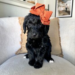 Pumpkin - Black female Labradoodle puppy in Newark, Ohio from Raising Doodles