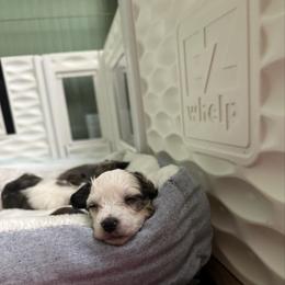 TopBrass' Girl Code 'Stevie' - Slate female Chinese Crested puppy in Auburn, Kansas from TopBrass Kennels
