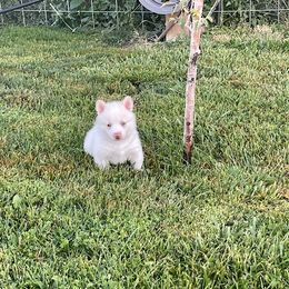 Pomsky Puppies from Promise Land Pomskies