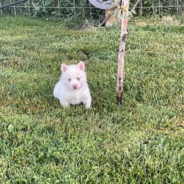 Pomsky Puppies from Promise Land Pomskies