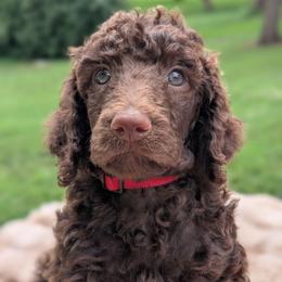 Joey - Brown male Poodle puppy in Canton, South Dakota from Van Der Poodles