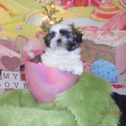 Shih Tzu Puppies from Chibisue Shih Tzus