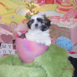 Shih Tzu Puppies from Chibisue Shih Tzus