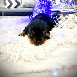 Arko - Black and mahogany male Rottweiler puppy in Denver, Colorado from DR
