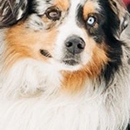 Miniature Australian Shepherds from Dirt Road Aussie’s of Montana