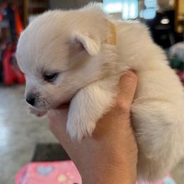 Girl 3 - White female American Eskimo Dog puppy in Brookfield, Missouri from Mauzey Eskies