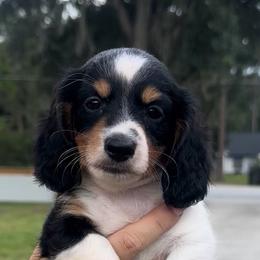 Banks - Piebald male Dachshund puppy in Lakeland, Florida from Queens of the South