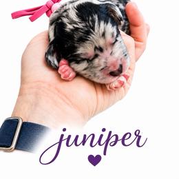 Juniper - Merle female Saint Berdoodle puppy in Garland, Texas from Brewer's Doodles and French Bulldogs