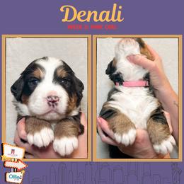 Denali (Pink) - Black rust and white female Bernese Mountain Dog puppy in Boiling Springs, South Carolina from OlliePups, LLC