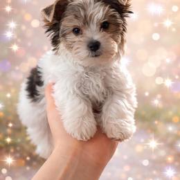 Pepper - Parti female Yorkshire Terrier puppy in Phil Campbell, Alabama from MagnoliaYorkies