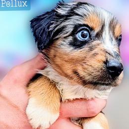 Pollux - Blue merle male Miniature Australian Shepherd puppy in Punta Gorda, Florida from Christie's Creekside Aussies