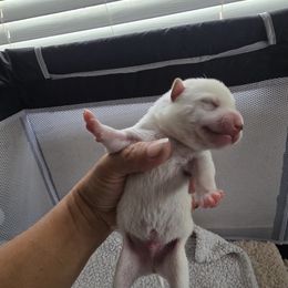 AKC Frosty - Cream male Shiba Inu puppy in Jensen Beach, Florida from ScrapiShibas