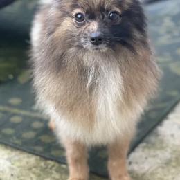 Pomeranians from Plush Pomeranians