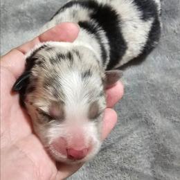 Merle - Blue merle female Border Collie puppy in Springtown, Texas from CRL Farms