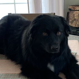 Demi - Australian Shepherd