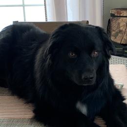 Demi - Australian Shepherd