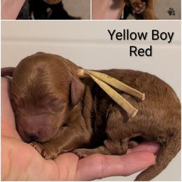 Yellow Boy - red coat - Red male Whoodle puppy in Kalispell, Montana from Countryman Whoodles