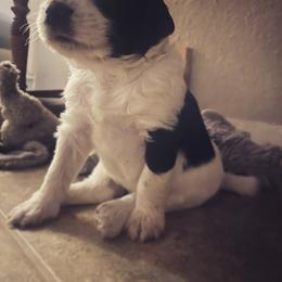 Aussiedoodle Puppies from Deason Doodles