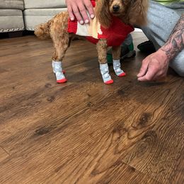 Ellie - Poodle