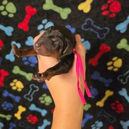 Dark Pink Collar - Black and rust female Doberman Pinscher puppy in Canton, Ohio from Aaliyah’s Dobies