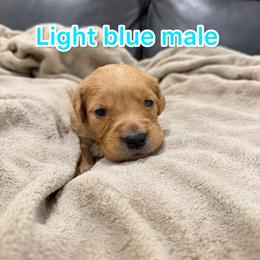 Light blue - Golden male Golden Retriever puppy in Salt Lake City, Utah from Soaring golden retrievers