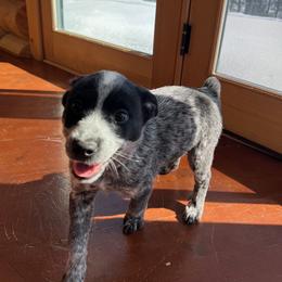 Suzie - Blue speckled female Australian Cattle Dog puppy in Reed Point, Montana from Three Finger Farms