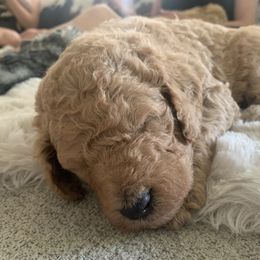 Goldendoodle Puppies from Columbia River Doodles